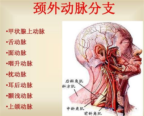 外頸動脈分支口訣|醫學口訣大亂鬥